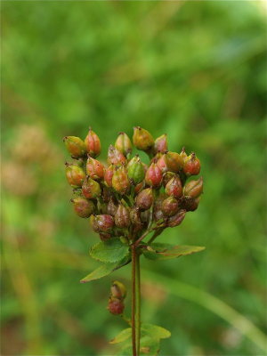 Hypericum punctatum (Spotted St. Johnswort)