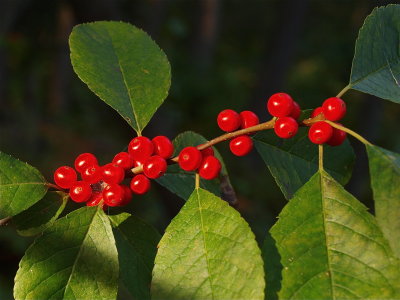 Ilex verticillata (Common Winterberry)