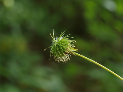 Geum canadense (White Avens)
