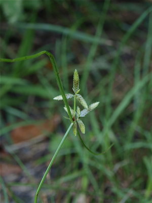 Cyperus bipartitus (Shining Flat Sedge)