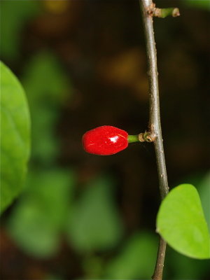 Lindera benzoin (Spicebush)
