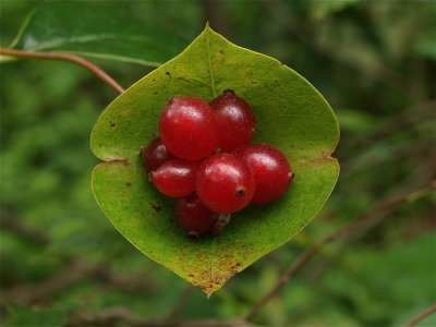 Lonicera species (Honeysuckle Vine)