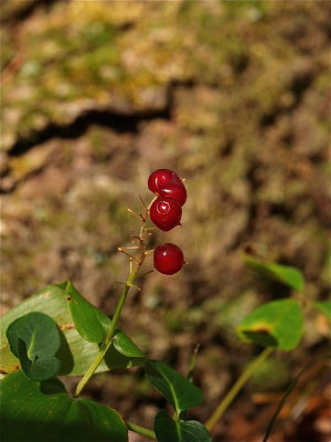 Maianthemum canadense (Canada Mayflower)