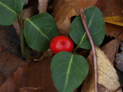 Mitchella repens (Partridgeberry)