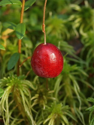 Vaccinium macrocarpon (Large Cranberry)