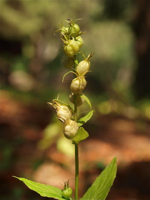 Lobelia inflata (Indian-Tobacco)