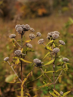 Pycnanthemum virginianum (Virginia Mountain-Mint)