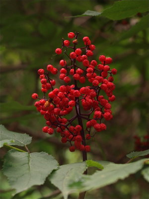 Sambucus racemosa (Red Elderberry)