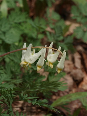 Dicentra cucullaria (Dutchman's Breeches)