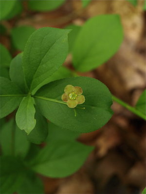 Euonymus obovatus (Running Strawberry-Bush)