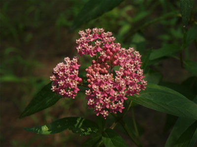 Asclepias incarnata (Swamp Milkweed)