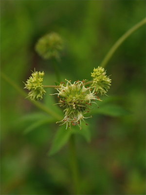 Sanicula marilandica (Maryland Sanicle)