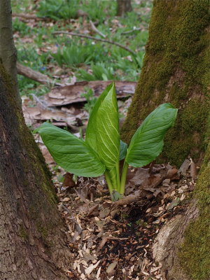 Symplocarpus foetidus (Skunk Cabbage)