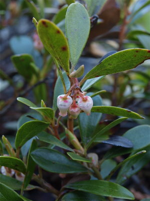 Arctostaphylos uva-ursi (Bearberry)