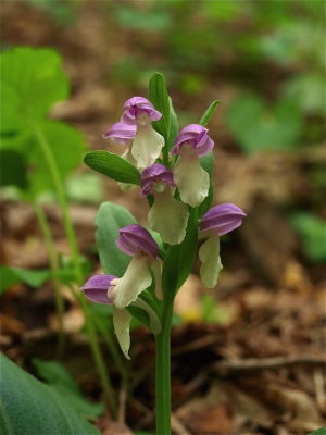 Galearis spectabilis (Showy Orchid)
