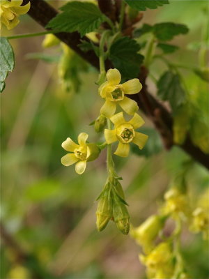 Ribes americanum (Wild Black Currant)