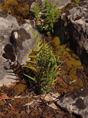 Pellaea atropurpurea (Purple-Stemmed Cliffbrake)