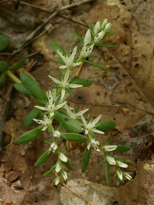 Sedum ternatum (Wild Stonecrop)
