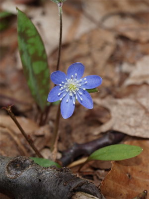 Anemone species (Hepatica) - Blue Flower