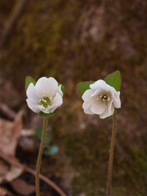 Anemone species (Hepatica) - White Flowers