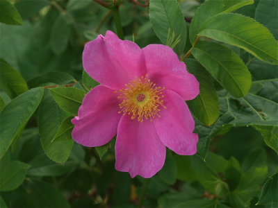 Rosa palustris (Swamp Rose) - Deep Pink Flower