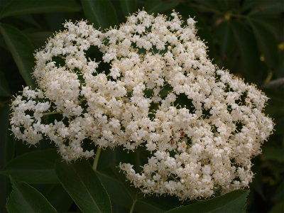 Sambucus canadensis (Black Elderberry)