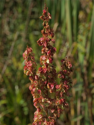 Rumex britannica (Great Water Dock)