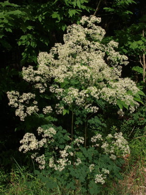 Thalictrum pubescens (Tall Meadow-Rue) - Large Cluster