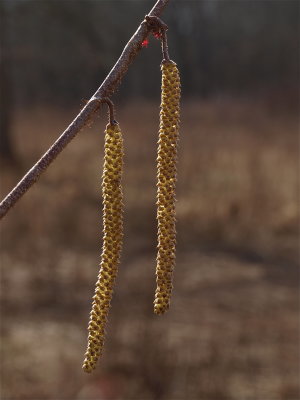 Corylus americana (American Hazelnut)