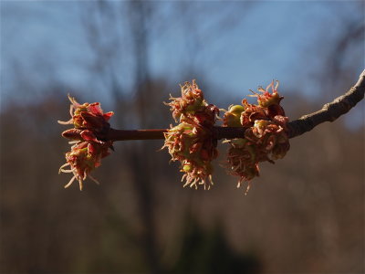 Acer saccharinum (Silver Maple)