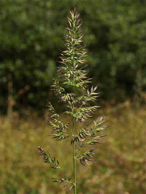 Calamagrostis coarctata (Nuttall’s Reed Grass)