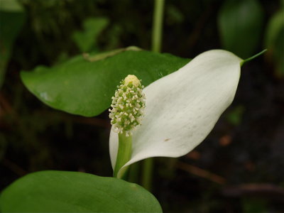 Calla palustris (Wild Calla)