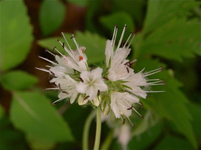 Hydrophyllum virginianum (Virginia Waterleaf) - White Flowers