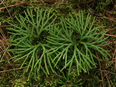 Lycopodium digitatum (Fan Clubmoss)