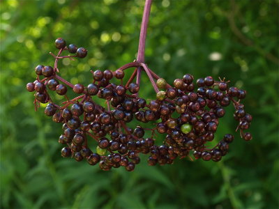 Sambucus canadensis (Black Elderberry)