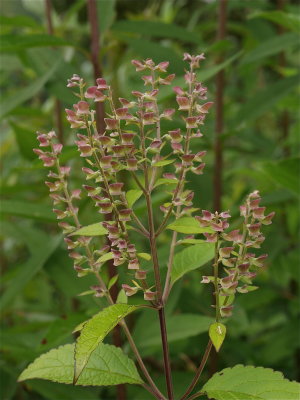 Scutellaria incana (Downy Skullcap)