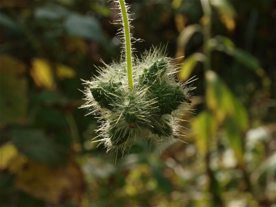 Sicyos angulatus (Bur-Cucumber)
