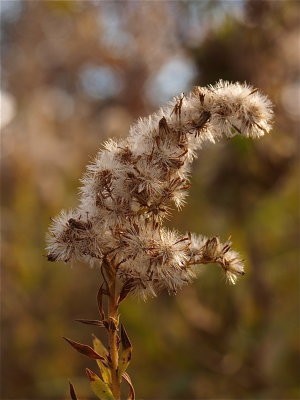 Solidago species (Goldenrod)