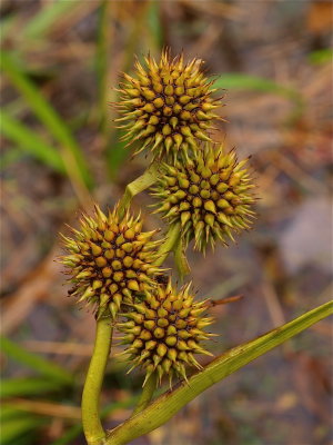 Sparganium species (Bur-Reed)