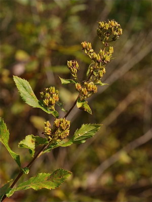 Spiraea alba (Meadowsweet)