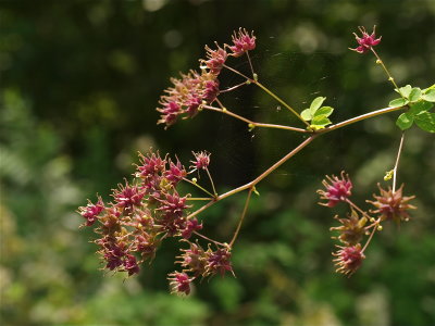 Thalictrum pubescens (Tall Meadow-Rue)