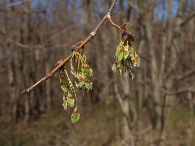 Ulmus americana (American Elm)