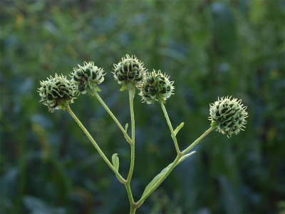 Verbesina alternifolia (Wingstem)