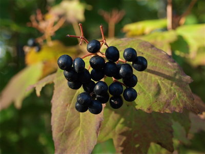 Viburnum acerifolium (Maple-Leaved Viburnum)