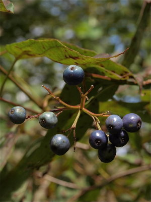 Cornus amomum (Silky Dogwood)