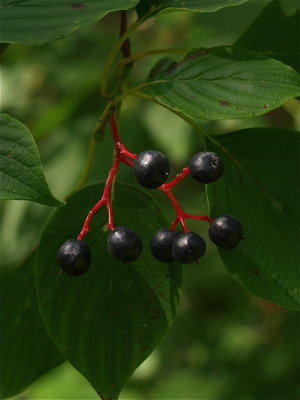 Cornus alternifolia (Alternate-Leaved Dogwood)