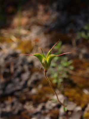 Aquilegia canadensis (Wild Columbine)