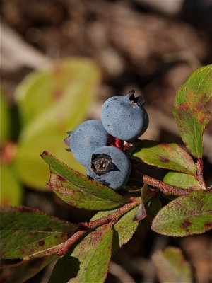 Vaccinium species (Low Blueberry)