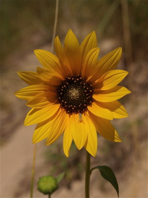 Helianthus annuus (Common Sunflower)