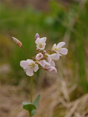 Cardamine douglassii (Purple Cress)
